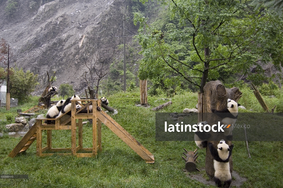 Cachorros de Panda gigante (Ailuropoda melanoleuca) jugando en las estructuras cerca de deslave tras