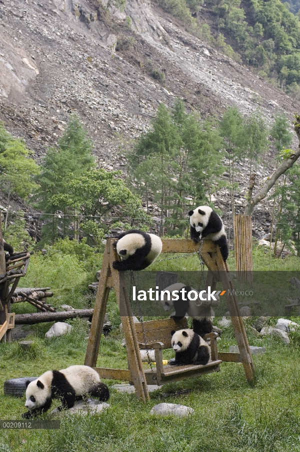 Cachorros de Panda gigante (Ailuropoda melanoleuca) jugando en las estructuras cerca de deslave tras