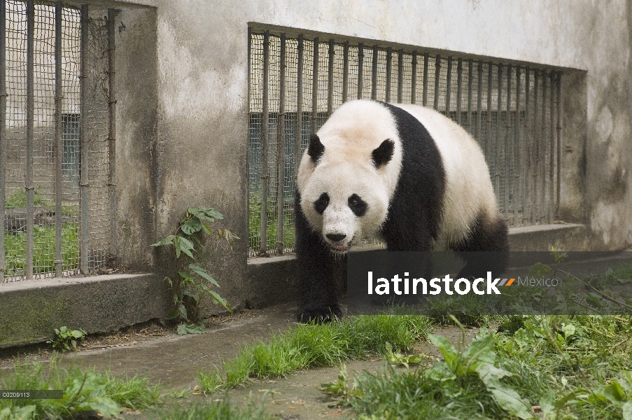 Panda gigante (Ailuropoda melanoleuca) en recinto reparado después del terremoto del 12 de mayo de 2