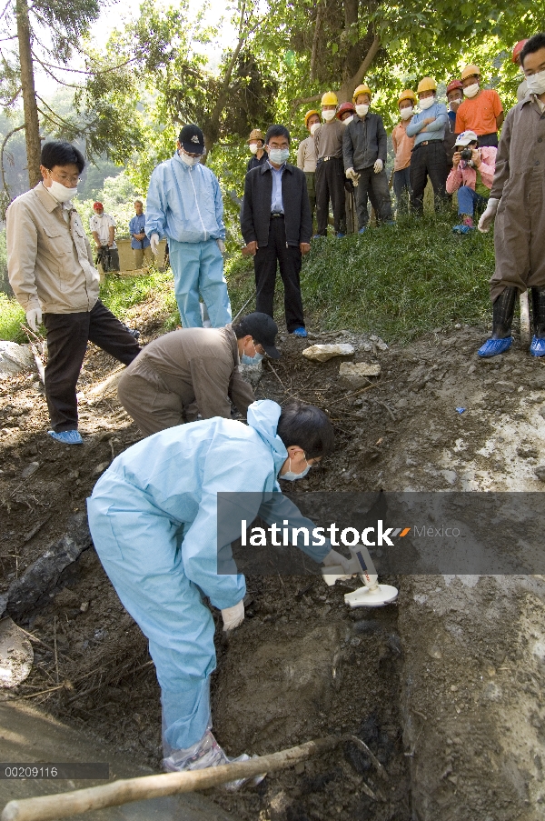 Esfuerzo de recuperación del oso Panda gigante (Ailuropoda melanoleuca), veterinario, Wang Chengdog,