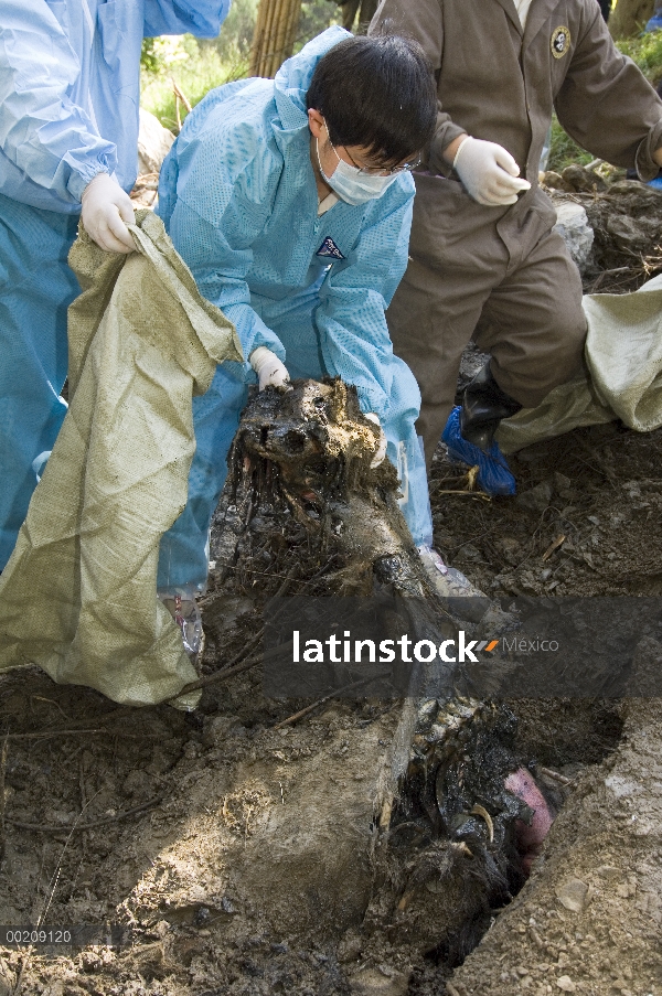 Esfuerzo de recuperación del oso Panda gigante (Ailuropoda melanoleuca), veterinario, Wang Chengdog 