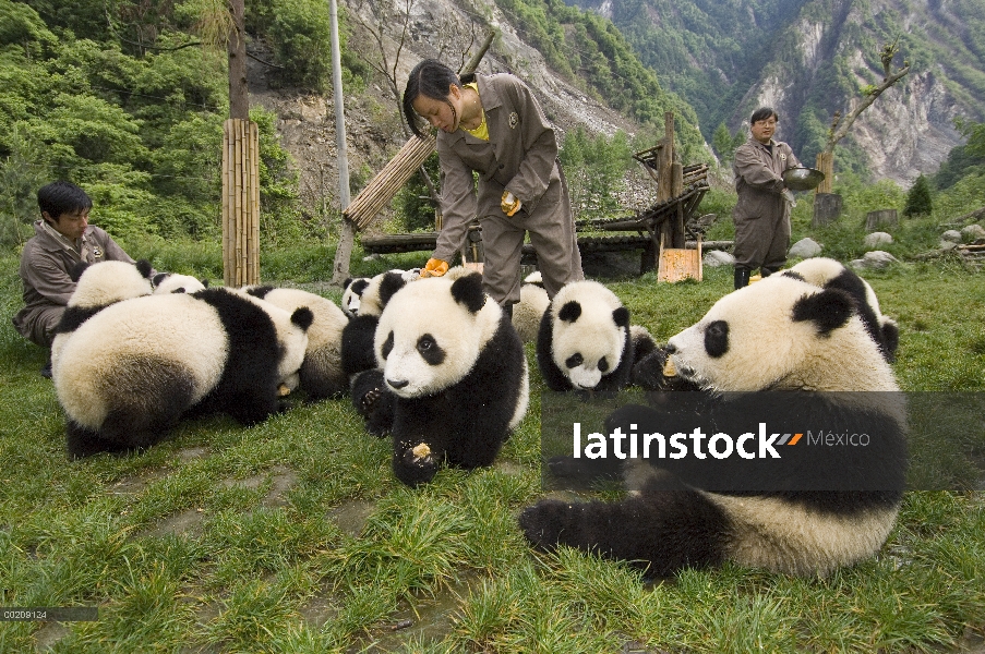 Trabajadores de Panda gigante (Ailuropoda melanoleuca) tiende a jóvenes después del terremoto del 12