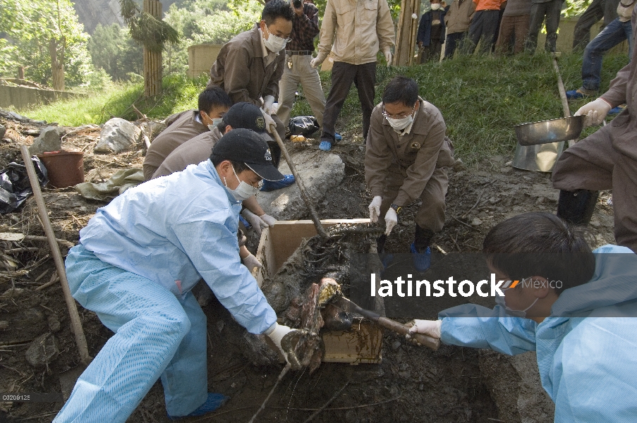 Esfuerzo de la recuperación del Panda gigante (Ailuropoda melanoleuca), trabajadores que recoge el c