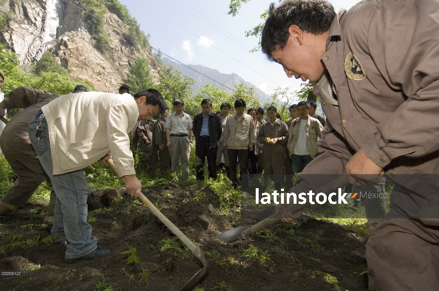 Esfuerzo de la recuperación del Panda gigante (Ailuropoda melanoleuca), los trabajadores entierran e