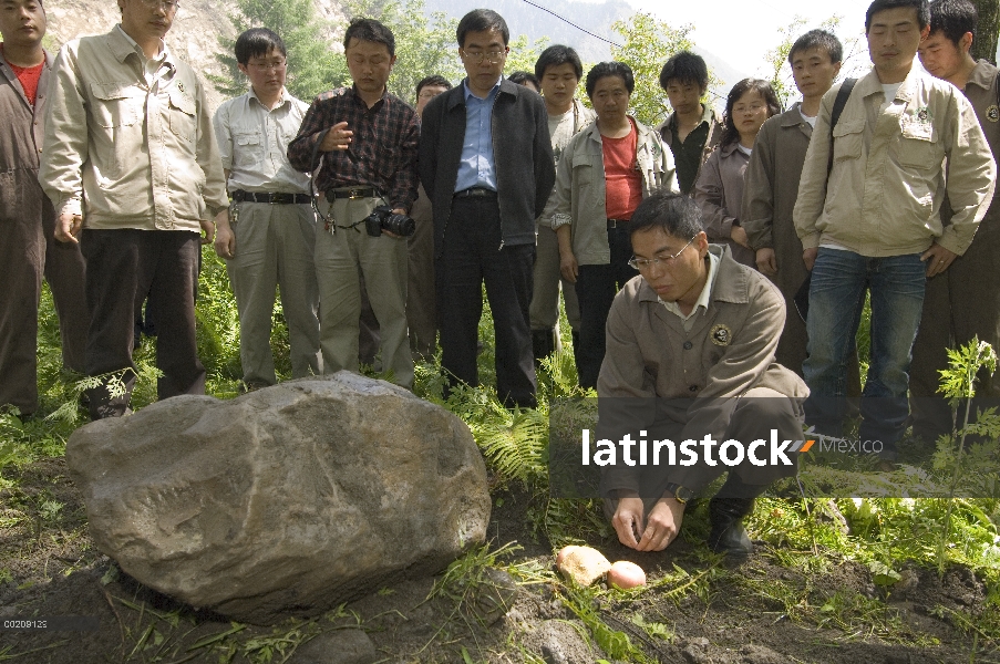 Encargado de la Panda gigante (Ailuropoda melanoleuca), él Changgui lágrimas lugares comida favorita