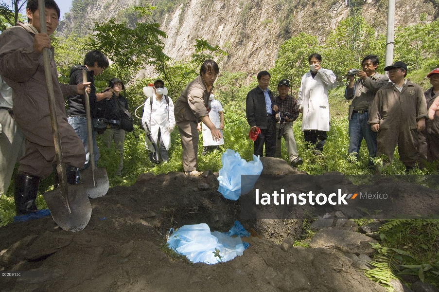 Panda gigante (Ailuropoda melanoleuca) sepulcro está lleno de ropa contaminada antes de ser cubierto