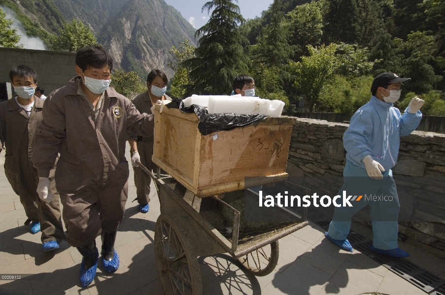 Esfuerzo de la recuperación del Panda gigante (Ailuropoda melanoleuca), ataúd de Mao Mao llevaban a 