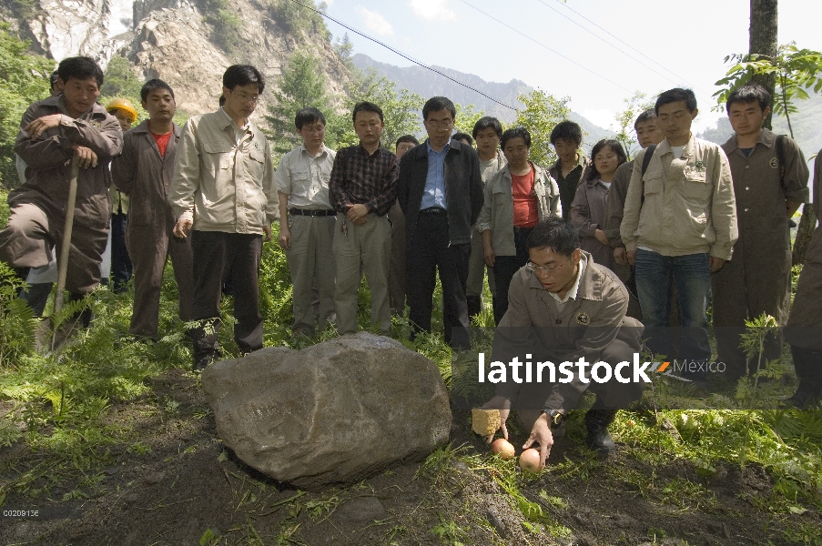 Encargado de la Panda gigante (Ailuropoda melanoleuca), él Changgui lágrimas lugares comida favorita