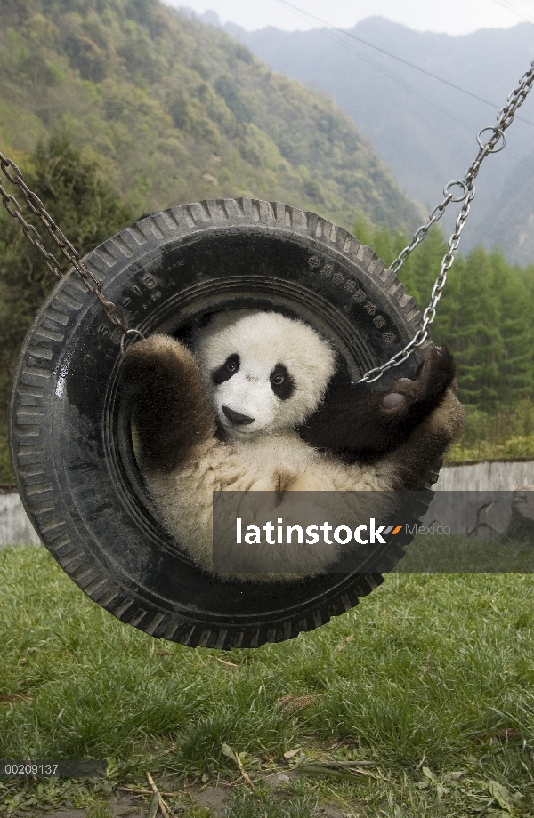 Cachorro de Panda gigante (Ailuropoda melanoleuca) en neumático swing, reserva natural de Wolong, Ch