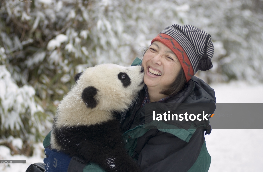 Cachorro de Panda gigante (Ailuropoda melanoleuca) con Katherine Feng, reserva natural de Wolong, Ch