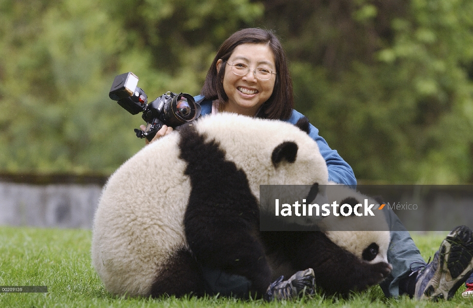 Cachorros de Panda gigante (Ailuropoda melanoleuca) con Katherine Feng, reserva natural de Wolong, C