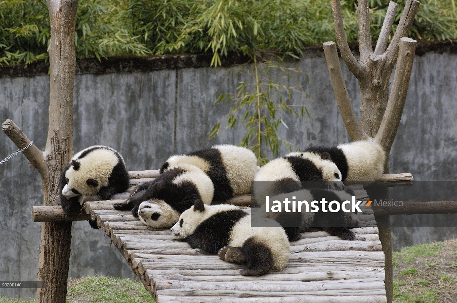 Cachorros de Panda gigante (Ailuropoda melanoleuca) durmiendo, reserva natural de Wolong, China