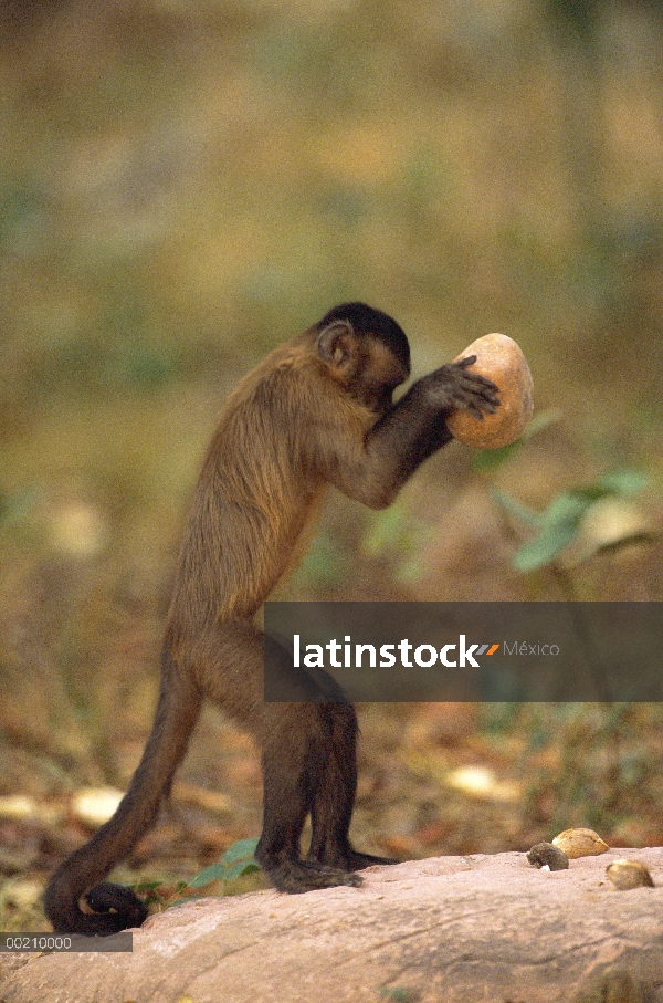 Café capuchino (Cebus apella) se estabiliza con su cola prensil durante el uso de un martillo de roc