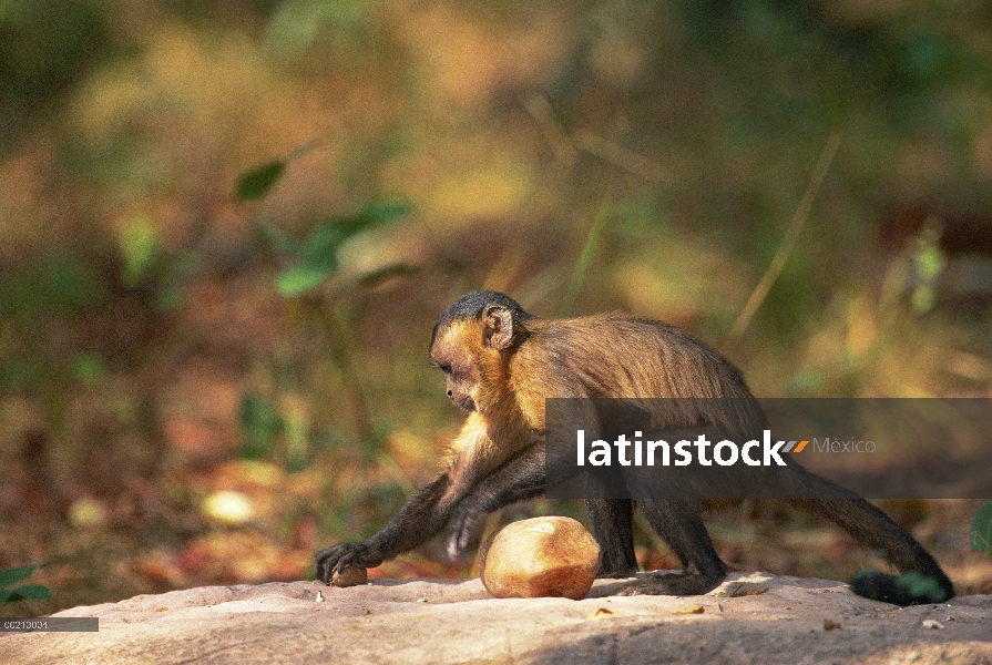 Café capuchino (Cebus apella) colocar una nuez de Palma en un hoyo pequeño en el yunque roca superfi