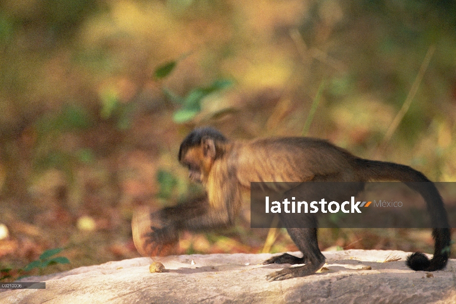 Café capuchino (Cebus apella) se estabiliza con su cola prensil durante el uso de un martillo de roc