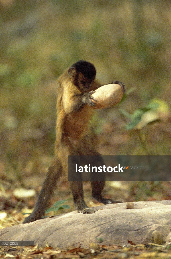 Café capuchino (Cebus apella) se estabiliza con su cola prensil durante el uso de un martillo de roc