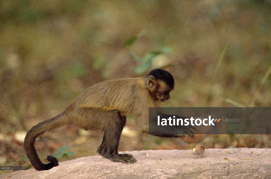 Café capuchino (Cebus apella) se estabiliza con su cola prensil durante el uso de un martillo de roc