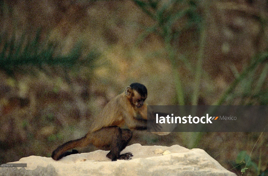 Café capuchino (Cebus apella) se estabiliza con su cola prensil durante el uso de un martillo de roc