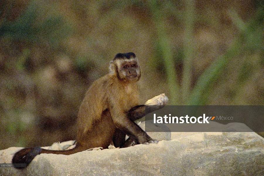 Café capuchino (Cebus apella) mantiene una nuez de palma que colocará en un pequeño hoyo en la super