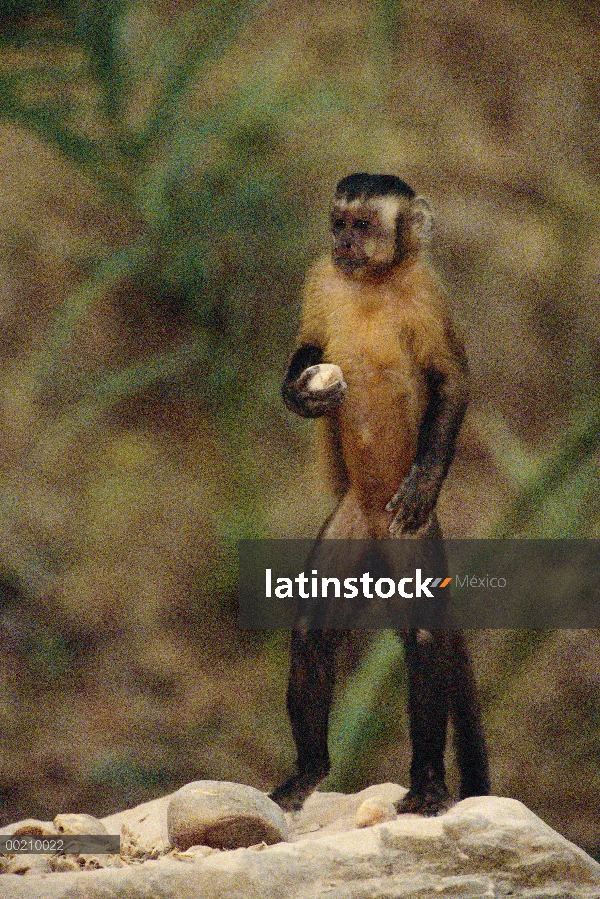 Café capuchino (Cebus apella) sosteniendo un martillo de roca que se utiliza para romper las nueces 