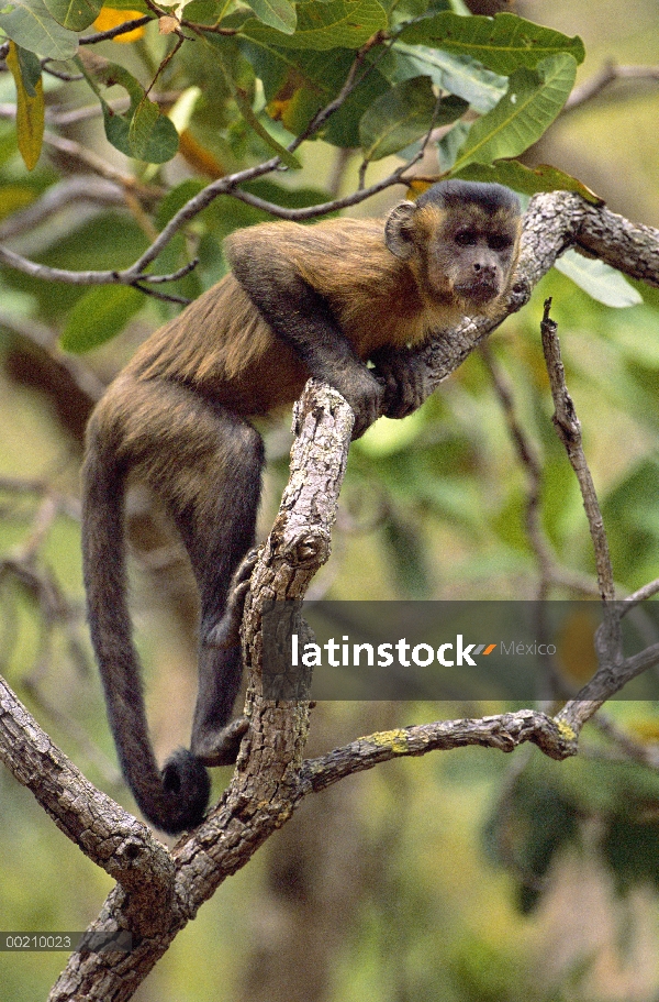 Retrato de marrón capuchino (Cebus apella) en árbol, hábitat del Cerrado, Brasil