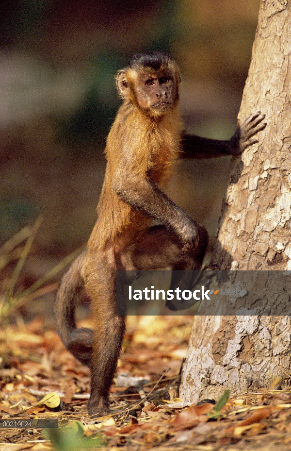 Café capuchino (Cebus apella) que bajan del árbol para abrir nueces de Palma en la tierra, hábitat d