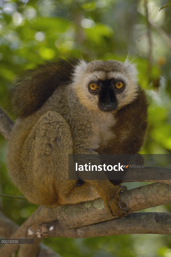 Retrato masculino del Lémur pardo (Eulemur fulvus sanfordi) de Sanford, reserva especial de Ankarana