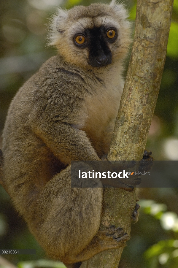 Retrato masculino del Lémur pardo (Eulemur fulvus sanfordi) de Sanford, reserva especial de Ankarana