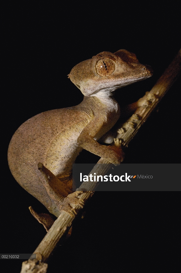 Hoja de cola Gecko (Uroplatus ebenaui) retrato, especies endémicas, reserva especial de Ankarana, no