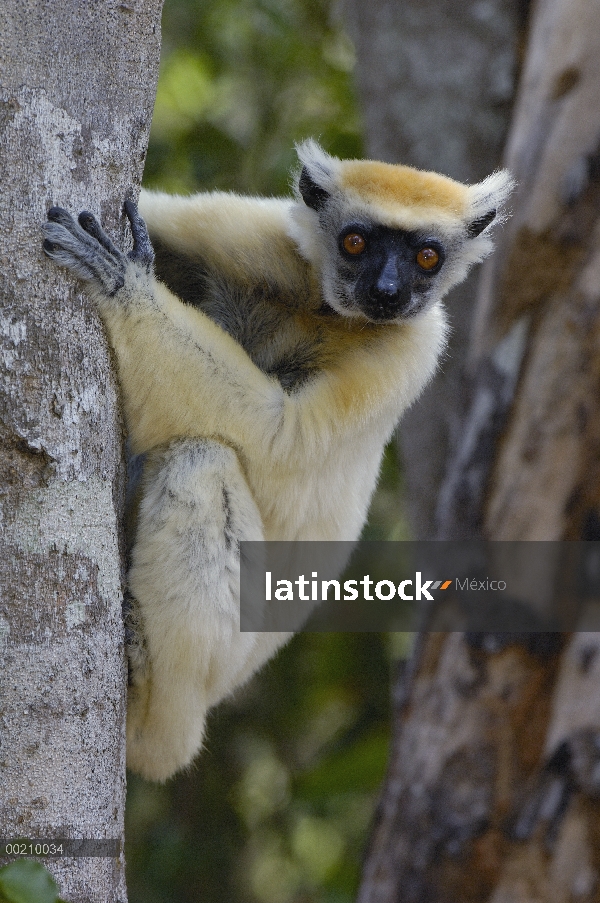 Oro-coronada Sifaka (Propithecus tattersalli) retrato, peligro de extinción, Daraina, Madagascar nor