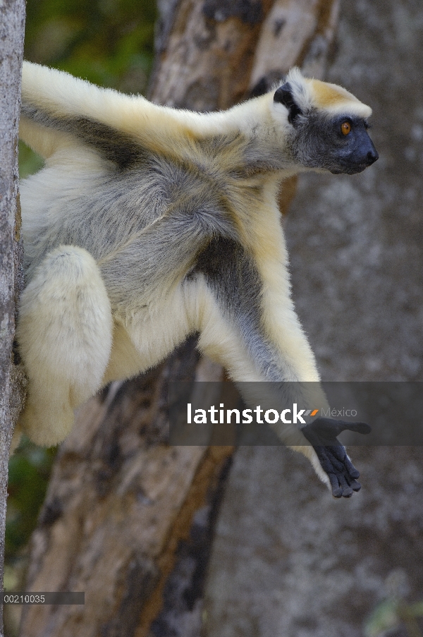 Oro-coronada Sifaka (Propithecus tattersalli) retrato, peligro de extinción, Daraina, Madagascar nor