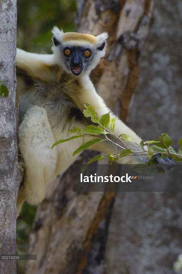 Oro-coronada Sifaka (Propithecus tattersalli) retrato, peligro de extinción, Daraina, Madagascar nor