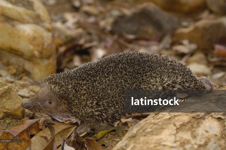 Mayor Tenrec del Hedgehog (Setifer setosus) caminando sobre la hojarasca del bosque piso, Daraina, n