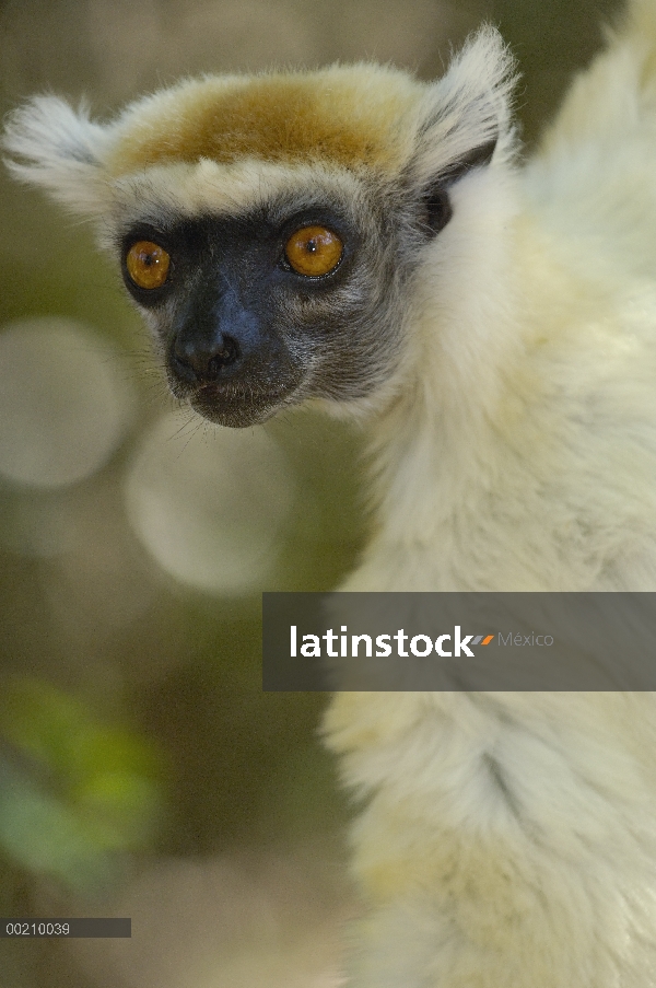 Oro-coronada Sifaka (Propithecus tattersalli) retrato, peligro de extinción, Daraina, Madagascar nor