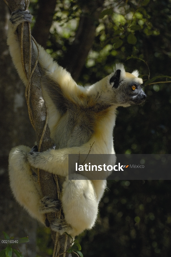 Oro-coronada Sifaka (Propithecus tattersalli) retrato, peligro de extinción, Daraina, Madagascar nor