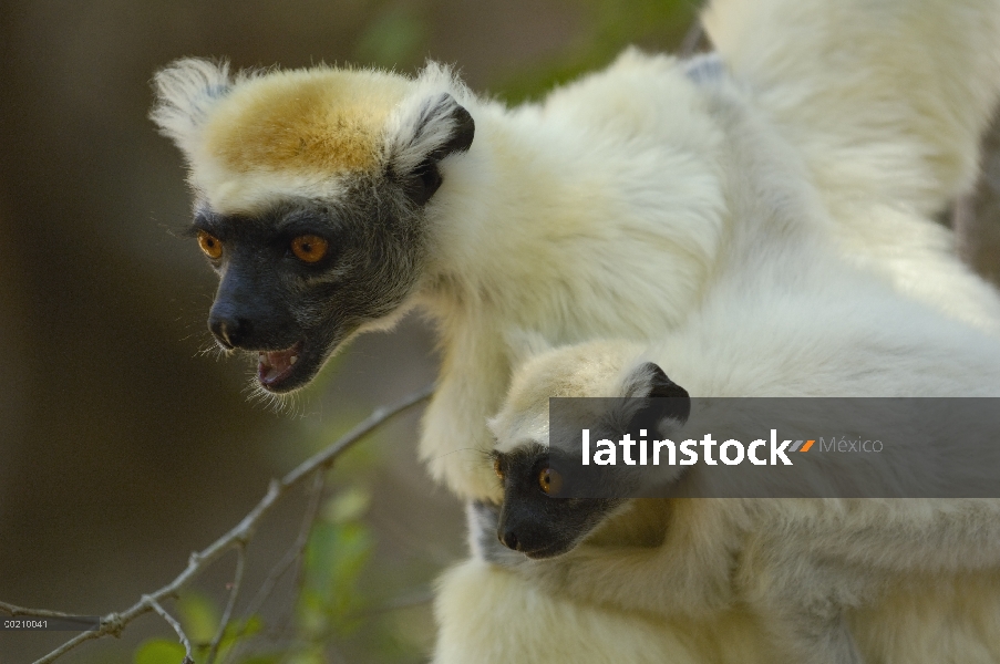 Madre de Sifaka (Propithecus tattersalli) coronado de oro con jóvenes, en peligro crítico, Daraina, 