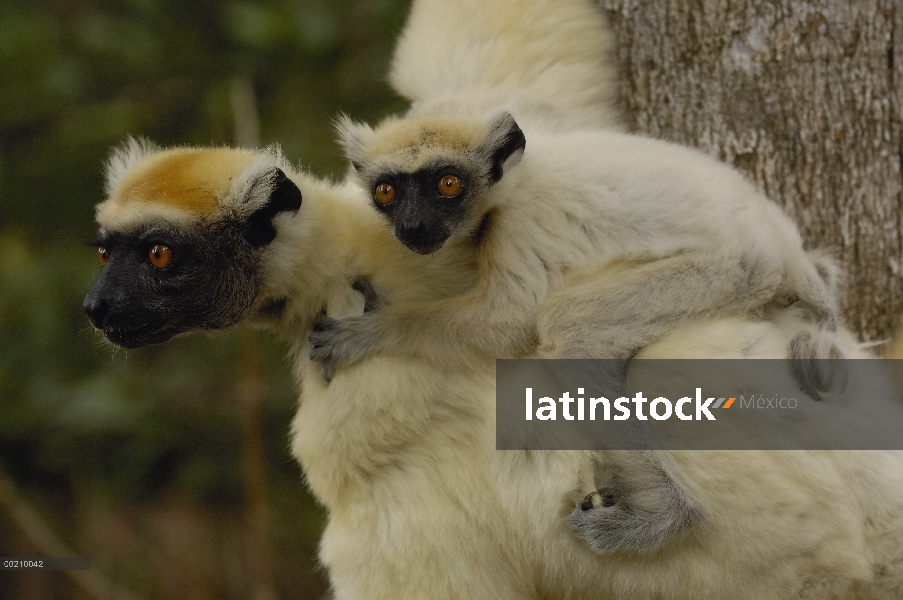 Oro-coronada Sifaka (Propithecus tattersalli) madre con bebé se aferra a la parte posterior, en peli