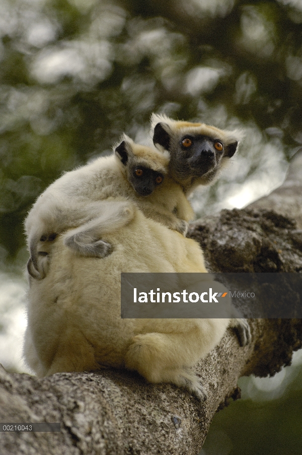 Madre de Sifaka (Propithecus tattersalli) coronado de oro con jóvenes pegados a la parte posterior, 