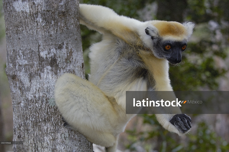 Oro-coronada Sifaka (Propithecus tattersalli) retrato, peligro de extinción, Daraina, Madagascar nor