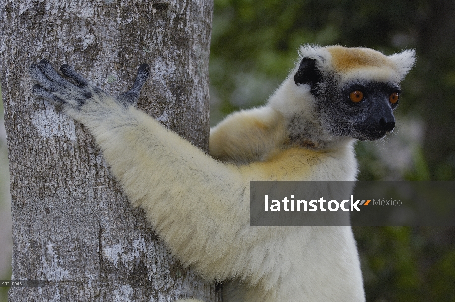 Oro-coronada Sifaka (Propithecus tattersalli) retrato, peligro de extinción, Daraina, Madagascar nor