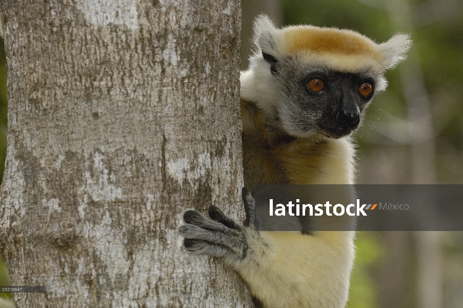 Oro-coronada Sifaka (Propithecus tattersalli) retrato, peligro de extinción, Daraina, Madagascar nor