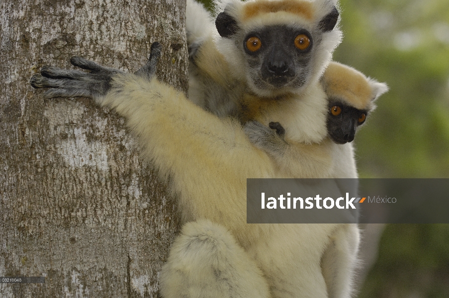 Madre de Sifaka (Propithecus tattersalli) coronado de oro con jóvenes pegados a la parte posterior, 