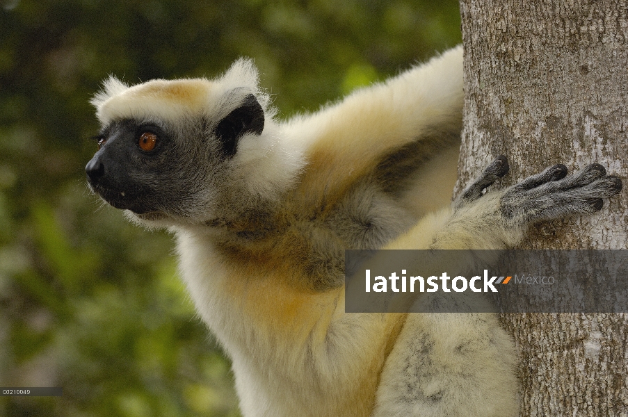 Oro-coronada Sifaka (Propithecus tattersalli) retrato, peligro de extinción, Daraina, Madagascar nor