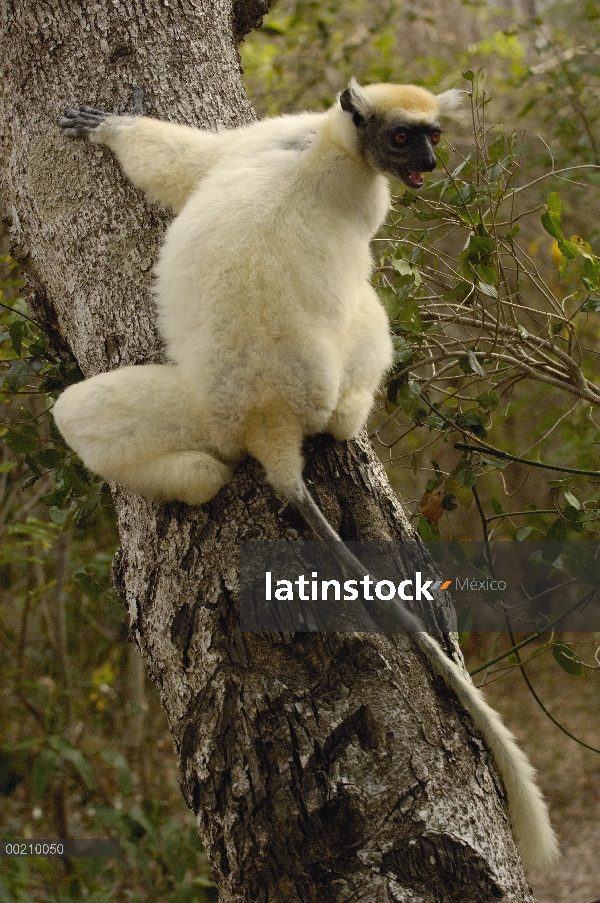 Oro-coronada Sifaka (Propithecus tattersalli) retrato, peligro de extinción, Daraina, Madagascar nor