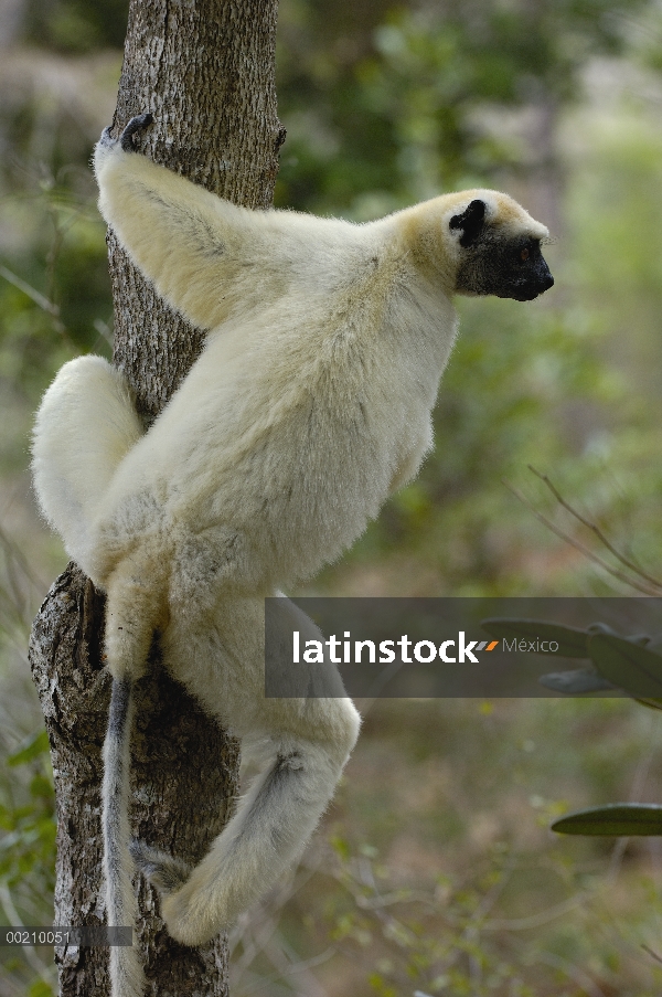 Oro-coronada Sifaka (Propithecus tattersalli) retrato, peligro de extinción, Daraina, Madagascar nor