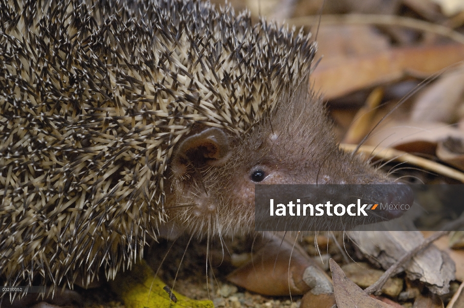 Mayor Tenrec del Hedgehog (Setifer setosus) retrato, Daraina, noreste Madagascar