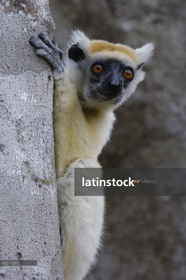 Oro-coronada Sifaka (Propithecus tattersalli) retrato, peligro de extinción, Daraina, Madagascar nor