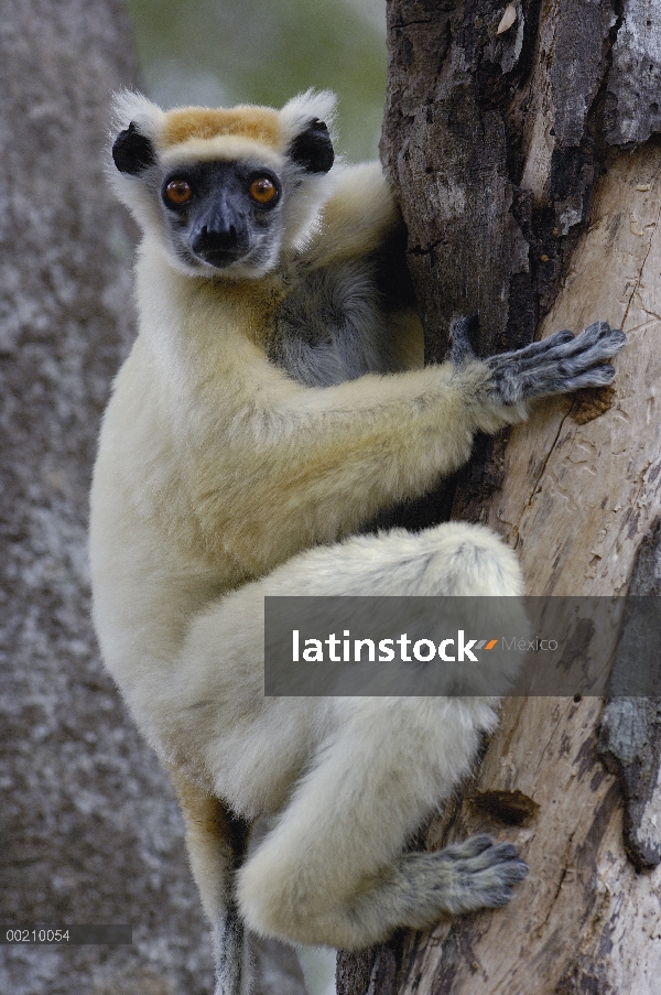 Oro-coronada Sifaka (Propithecus tattersalli) retrato, peligro de extinción, Daraina, Madagascar nor