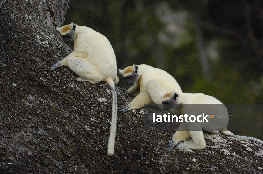 Oro-coronada Sifaka (Propithecus tattersalli) trío, peligro de extinción, Daraina, Madagascar norest