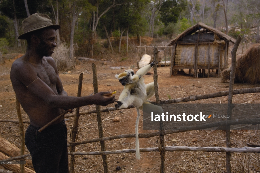 Sifaka de corona dorada (Propithecus tattersalli), una especie en peligro crítico, alimentadas por h